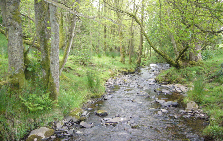 upper riparian woodland in the Clun catchment