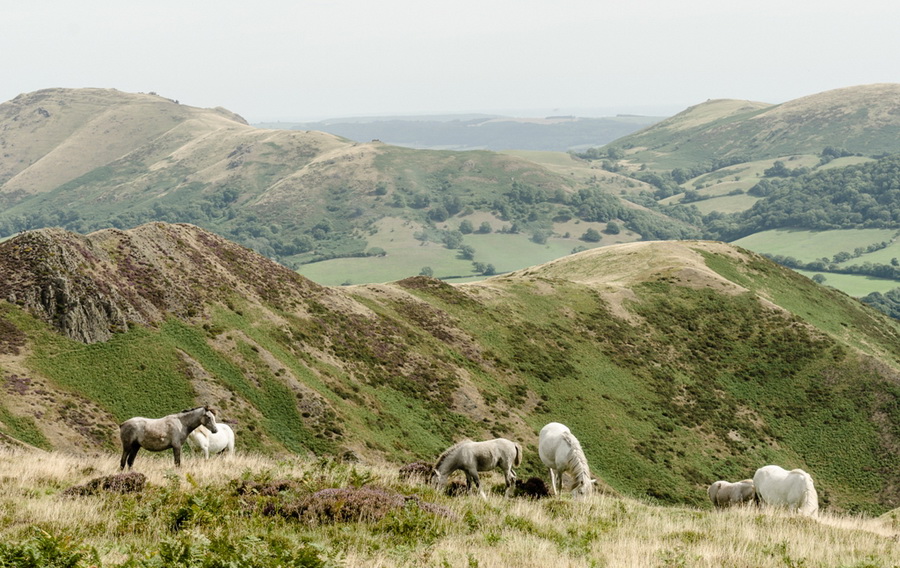 Wild ponies on the Long Mynd by Phil King