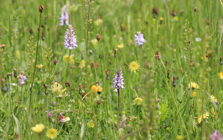 flower-rich hay meadow in the Shropshire Hills