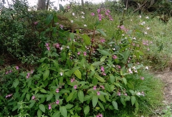 photograph of a patch of himalayan balsam