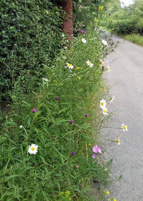 Restoring Shropshire’s Verges Project
