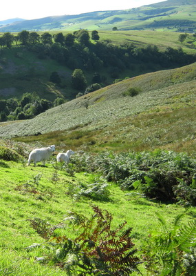 New upland commons project in the Shropshire Hills