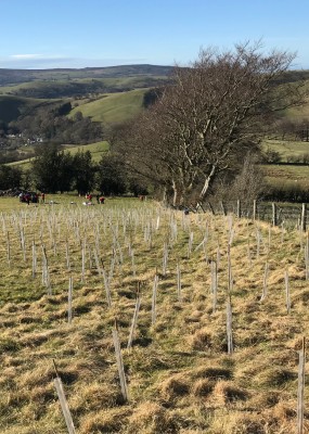 Conservation project plants thousands of trees to protect the Shropshire Hills