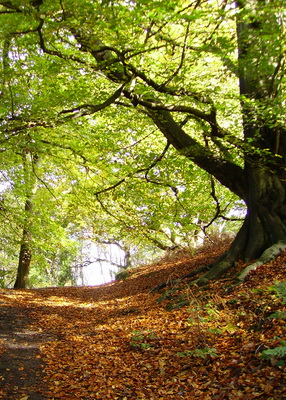 Advice and funding available for ancient woodland restoration in the Shropshire Hills 