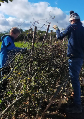 Young Rangers: Hedgerow Planting