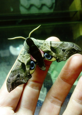 Introduction to moths at Clee St Margaret