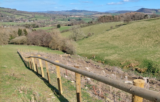 new fencing and hedge restoration on the farm