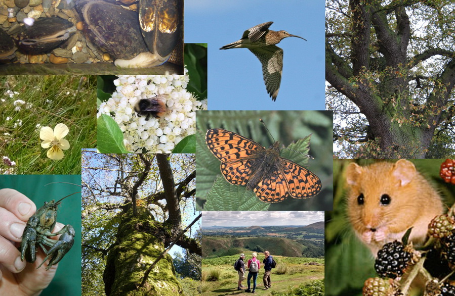 Photographs of some of our key species in the Shropshire Hills