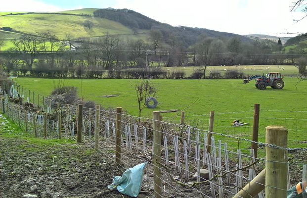 new hedge planting and fencing on farm