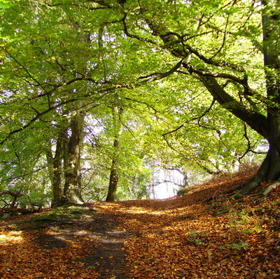 photograph of autumn leave on footpath leading up to the summit of the Wrekin