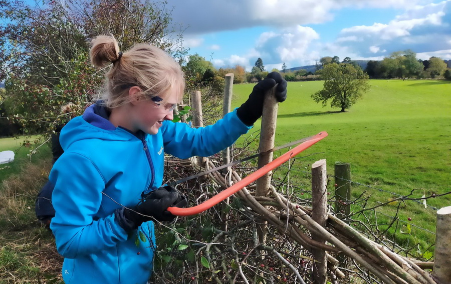 photograph of young rangers hedgelaying in the Shropshire Hills