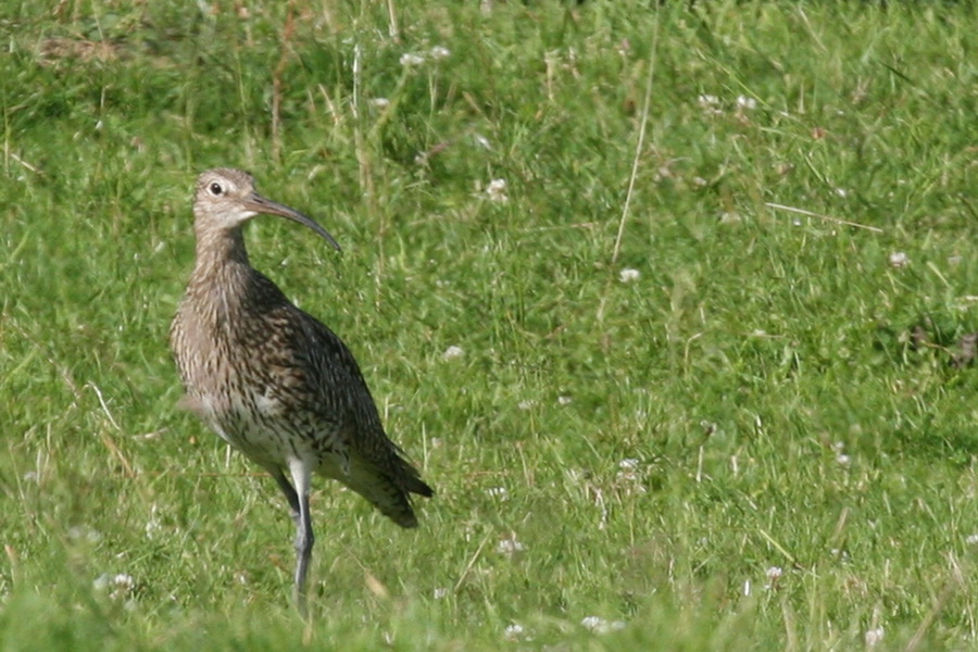 photograph of a curlew in a field