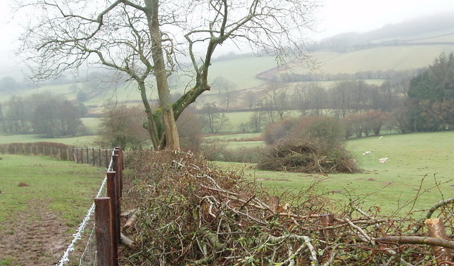photograph of hedge laying and fencing on farm